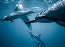 发现“jiuyou”的魅力——你的品质生活新选择